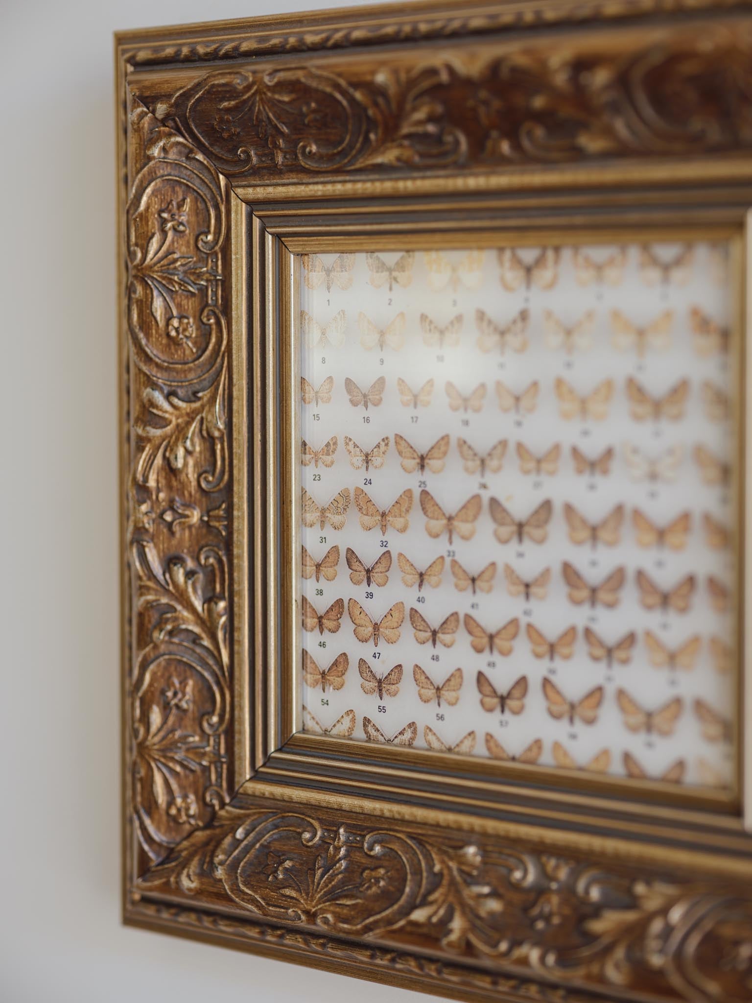 Framed Vintage Natural History Print: Moths (Ornate Silver & Gold Frame)