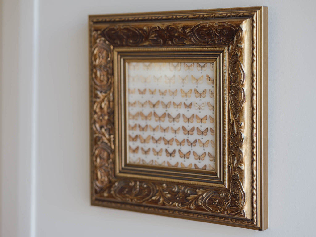 Framed Vintage Natural History Print: Moths (Ornate Silver & Gold Frame)