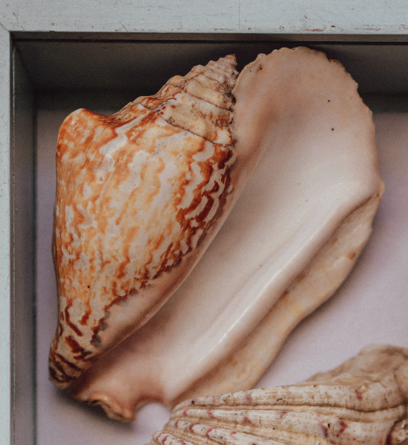 Large Tropical Shells - Sold Individually