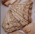 Large Tropical Shells - Sold Individually
