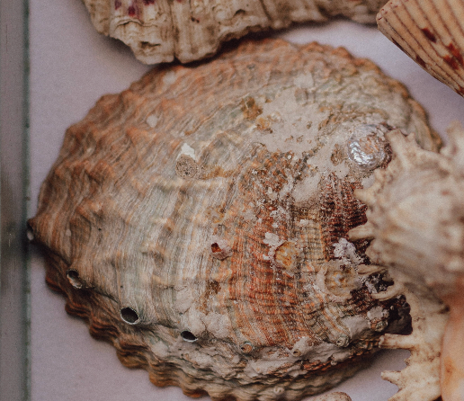 Large Tropical Shells - Sold Individually