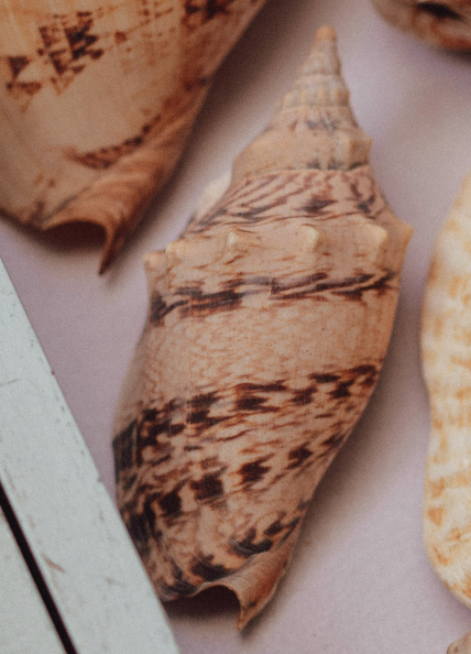 Large Tropical Shells - Sold Individually