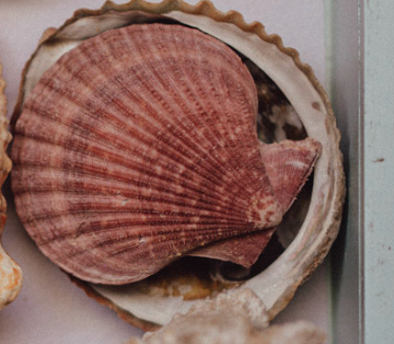 Large Tropical Shells - Sold Individually