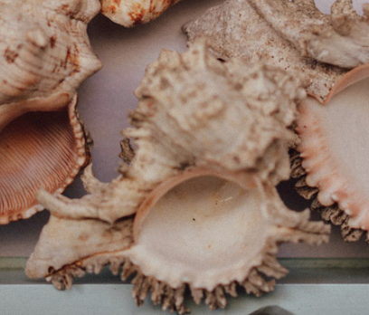 Large Tropical Shells - Sold Individually